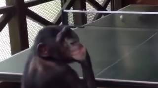 cheeky chimpanzee playing ping pong
