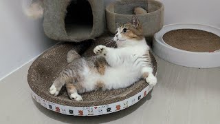 Cheeky cat loves to play #cat #kucing #catlover #kitten by Playful Kitten 441 views 7 months ago 2 minutes, 17 seconds