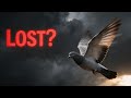 Why Good Racing Pigeons Still Get Lost(Exposed)
