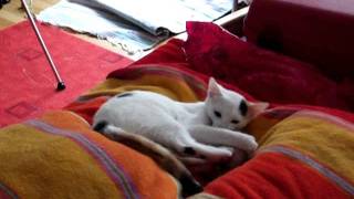 DSCF8810.mp4