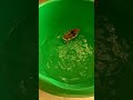 How To Wash A Hamster In The Bath And It S Possible To Do It How To Wash A Hamster In The Bath And It S Possible To Do It