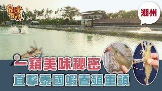 [屏東潮州] 直擊泰國蝦養殖重鎮一窺美味秘密_台灣百味3.0 272 