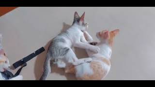 Kittens Fighting 😺 by CAT Lover 80 views 2 years ago 2 minutes, 4 seconds