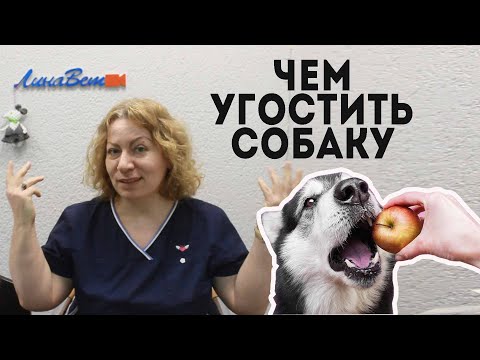 Видео: Что можно собаке со стола? Чем угостить собаку.