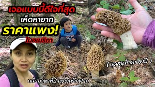 V265 ไม่ผิดหวัง กลับไปเก็บเห็ดมอเรลป่าเดิม เห็ดหายากราคาแพงในอเมริกา /Morels forage and cook in USA