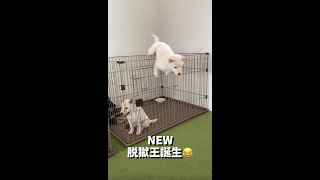 【生後71日目】新たな脱獄王が爆誕してしまいました #Shorts