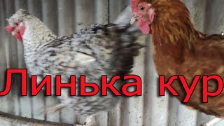 Как ускорить линьку у кур? Сколько длится линька