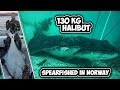 RECORD BREAKING 129,5 kilo HALIBUT spearfished in Norway!!