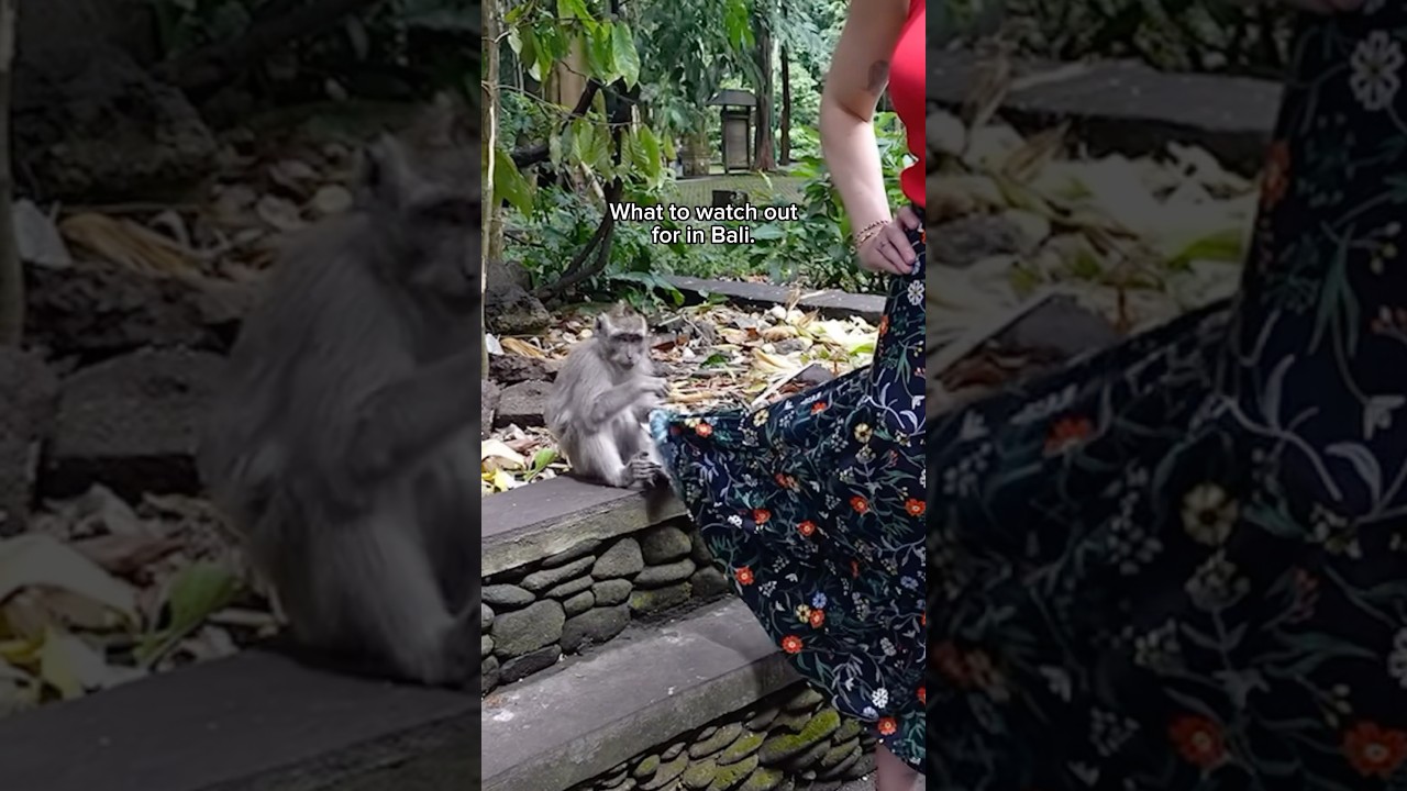 ⚠️ Be careful! Watch out for these in Bali! 🐒😂 #travelvlog #monkeys #ubud