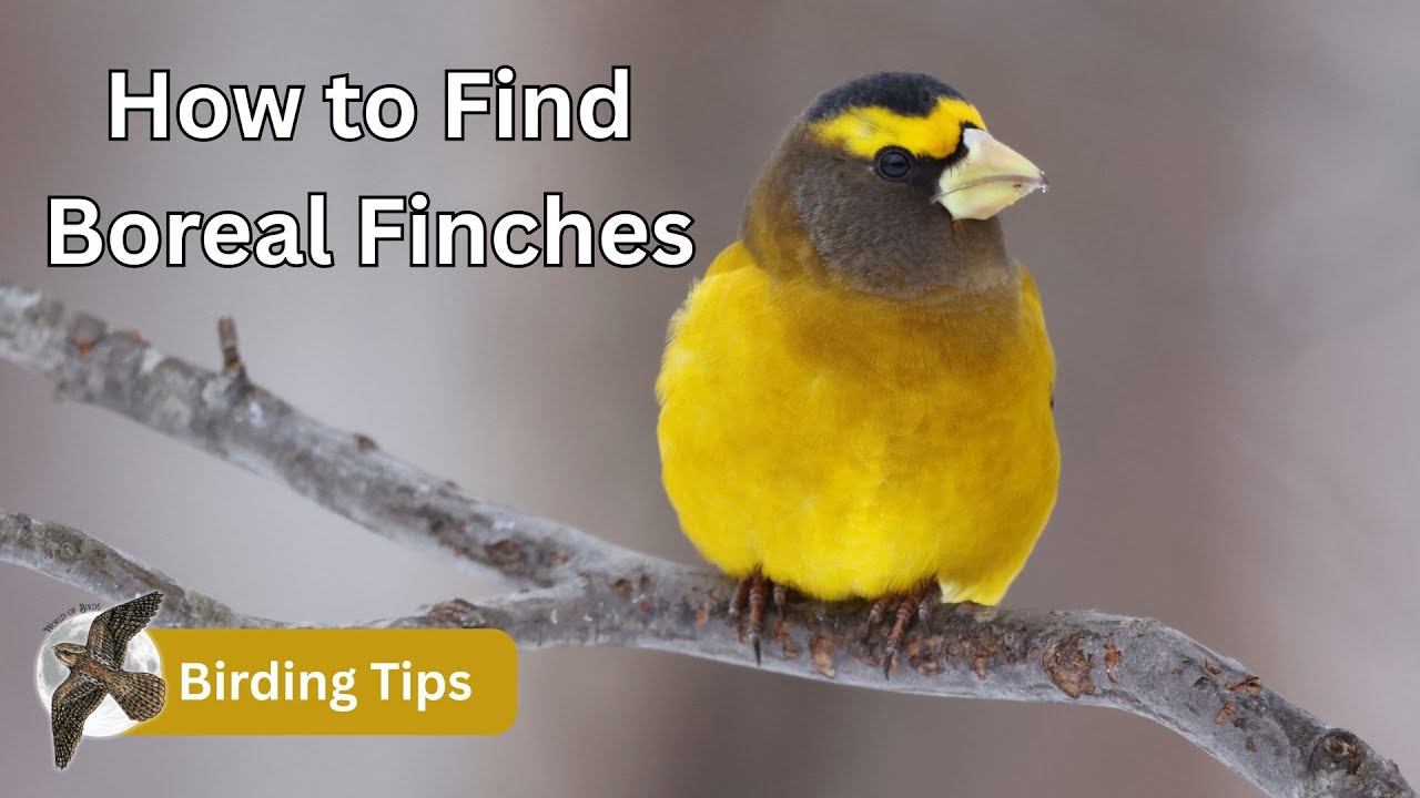 How to Find Boreal Finches