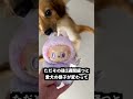 ラブブにお清めスプレーをかければ悪魔を追い払えるはず！