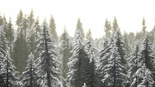 Aerial View of Forest During Cold Winter Morning | Motion Graphics - Envato elements