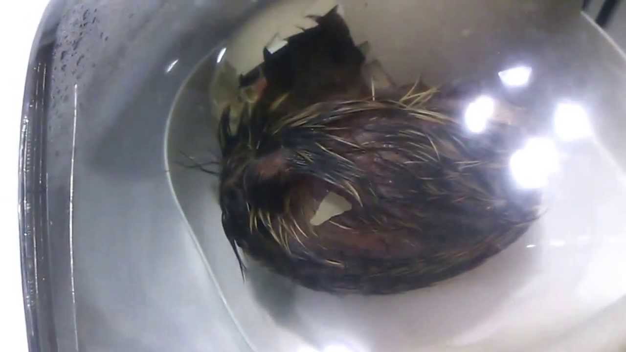 国鳥キジの孵化の瞬間 The moment a pheasant hatches 