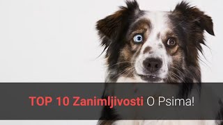 Zanimljivosti O Psima - Top 10 Nevjerojatnih Zanimljivosti O Psima