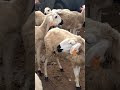 حولي بن جعد لمليح