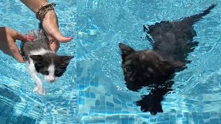 24 horas en la piscina con mis gatitos bebés Luna y Estrella / Funny cats