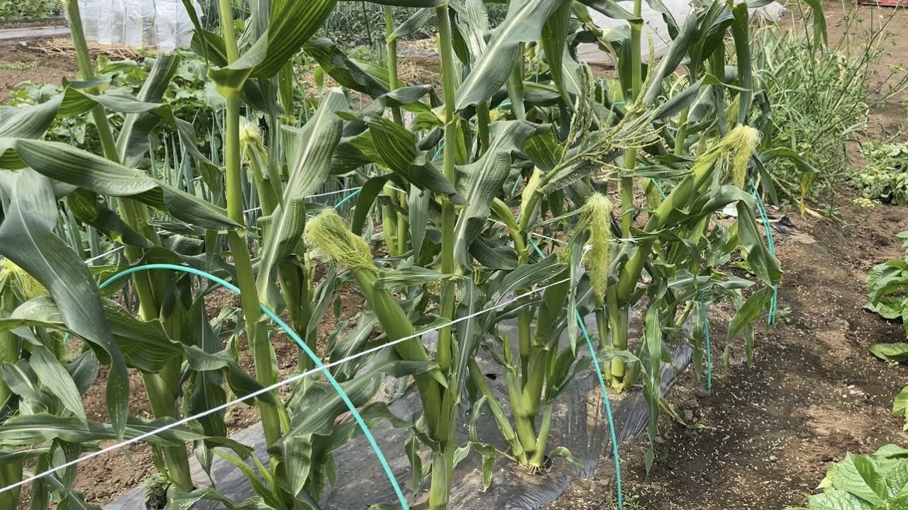 家庭菜園でトウモロコシは簡単に作れます！少ない本数でも大きな粒に育てるコツは花粉が大切　22/5/26