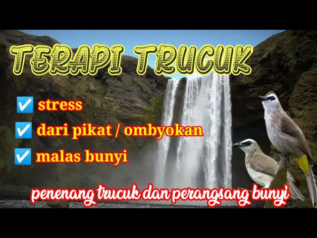 terapi trucukan stres-terapi trucuk MACET BUNYI class=