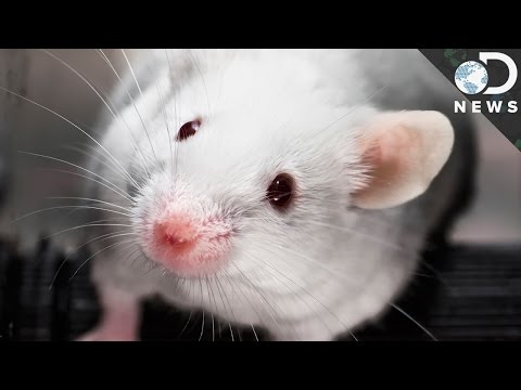 Why Do We Still Test Cosmetics On Animals?