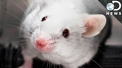 Why Do We Still Test Cosmetics on Animals?
