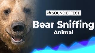 Brown Bear Sniffing the Camera Sound Effect | SFX