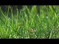 Morning Dew 🌿 Fresh Calm Ambience for Meditation, Relaxation &amp; Focus