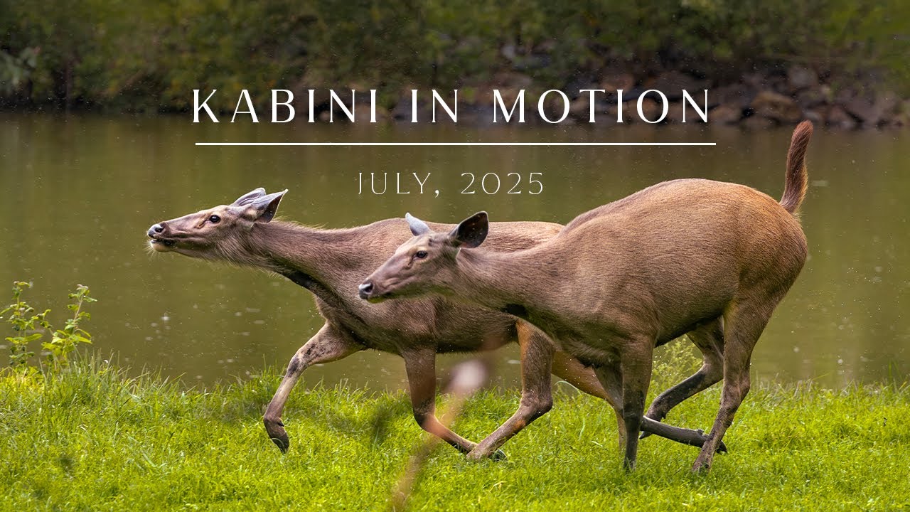 Kabini in Motion | July 2025 | Evolve Back Kuruba Safari Lodge