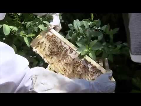 Best Bees Company commercial