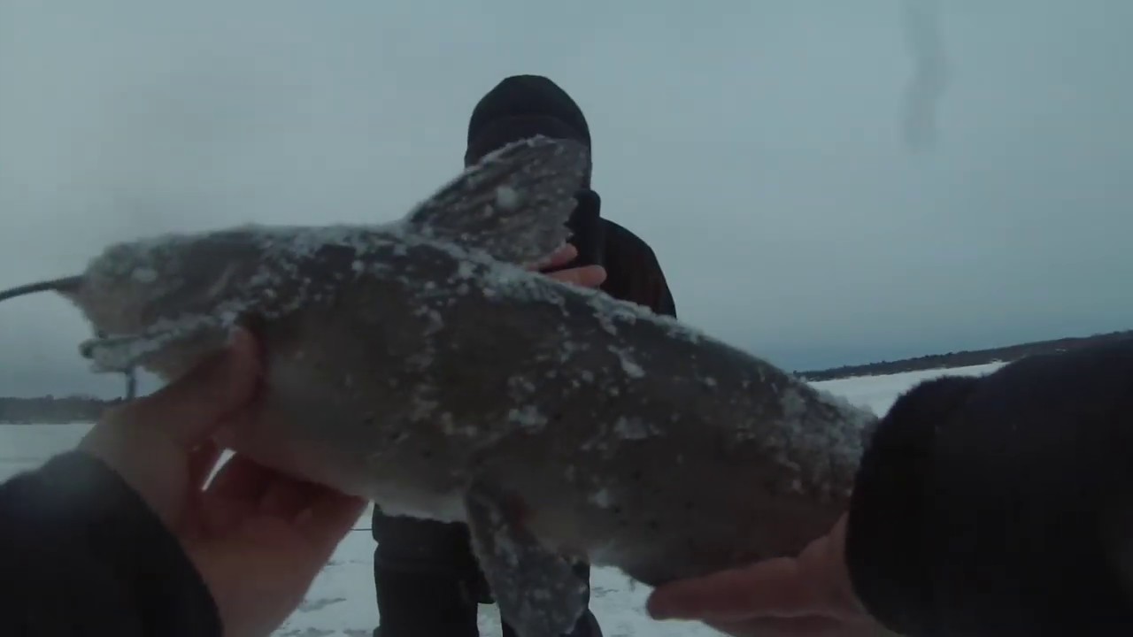Catfish Caught Ice Fishing YouTube
