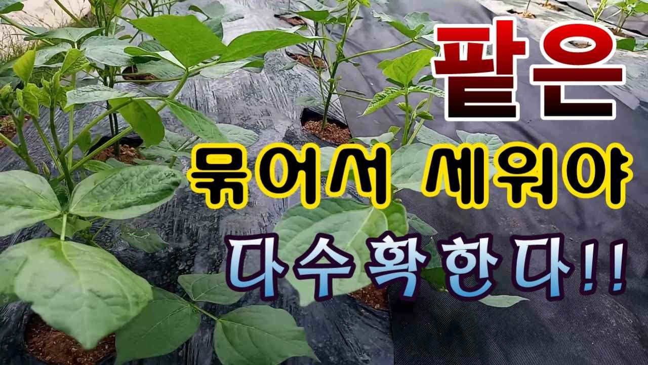 [텃밭농부.699] 팥은 묶어서 세워 줘야 다수확한다. #팥재배방법 - YouTube