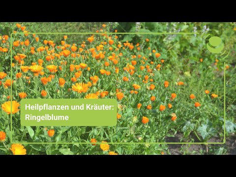 Video: Wie verwendet man Ringelblumen zur Schädlingsbekämpfung?