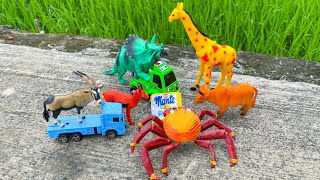 Tìm thấy con cuốn chiếu thật và đồ chơi hình con vật ngoài đồng lúa Part 138