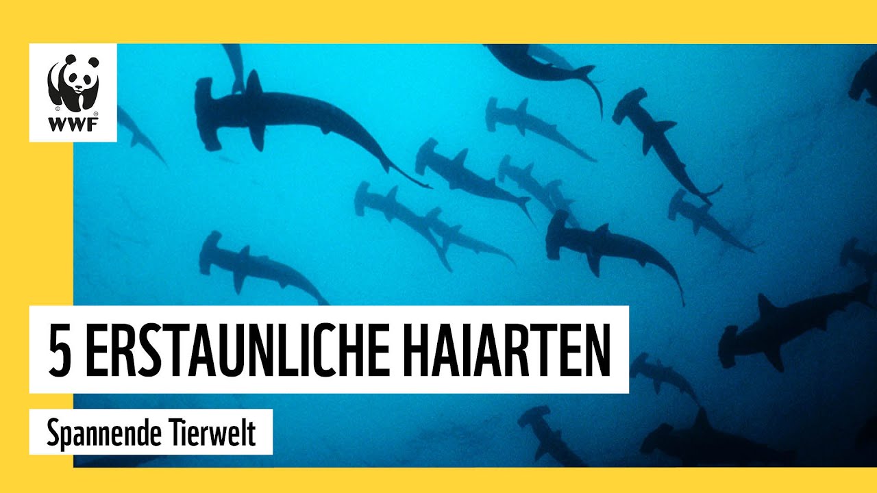 5 Erstaunliche Haiarten