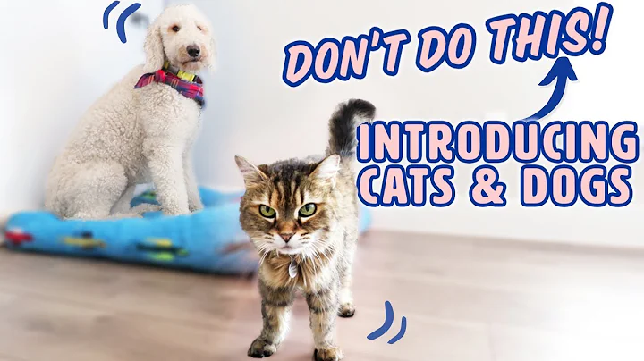 How to Introduce Dogs & Cats SAFELY 🐱🐶 What to AVOID - DayDayNews