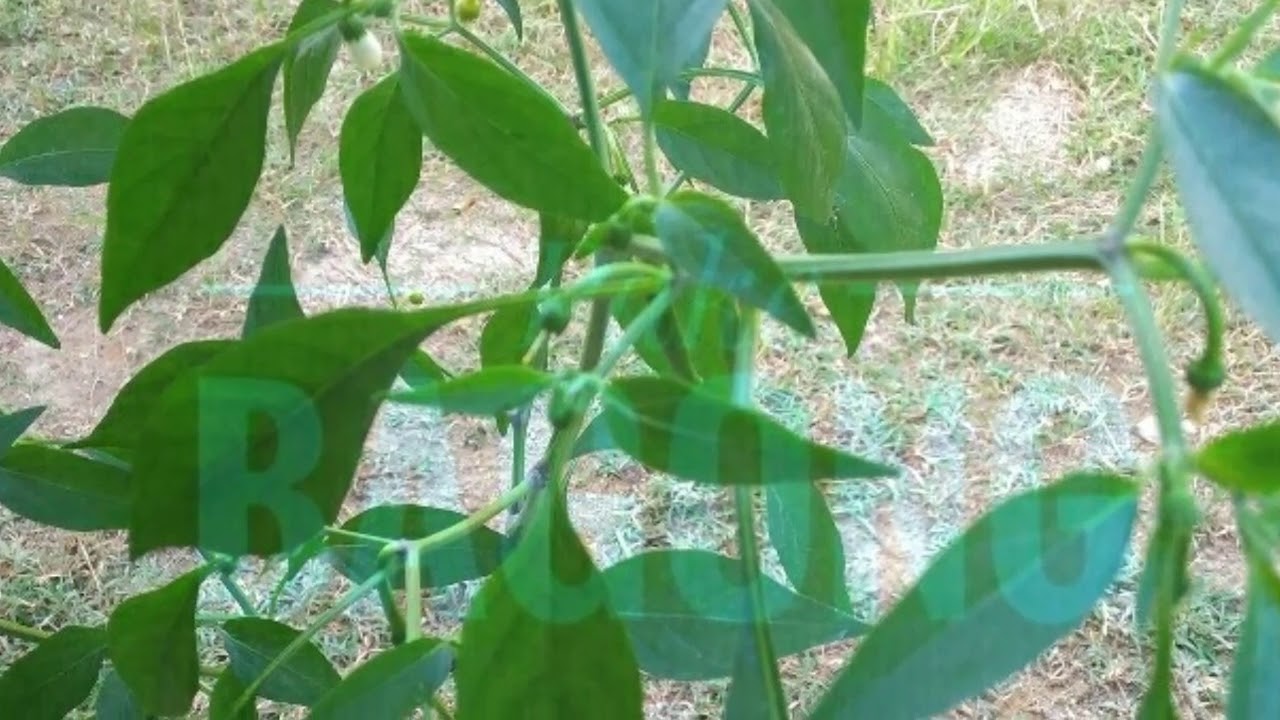 Hidroponik cabe dalam botol bekas 