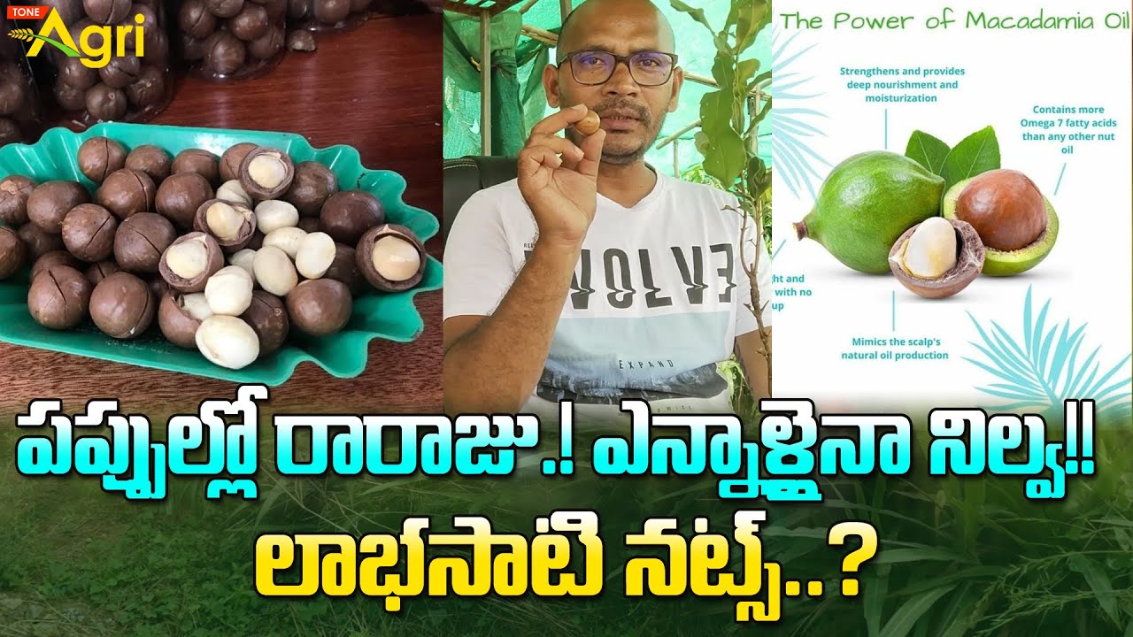 Macadamia Nut Trees Farming Guide | పప్పుల్లో రారాజు..! ఎన్నాళ్లైనా నిల్వ..!! లాభసాటి నట్స్ ToneAgri