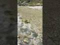 School Of Fish In Shallow Creek #fishing #bluegill #creek #stream #offroad #wildlife