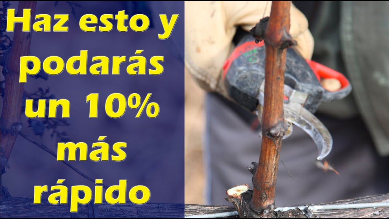 Haz esto y podarás un 10% más rápido