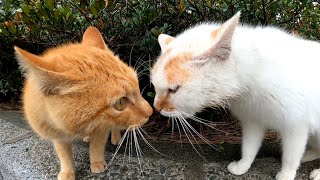猫のケンカが鼻が当たる位顔を近づけてて笑える
