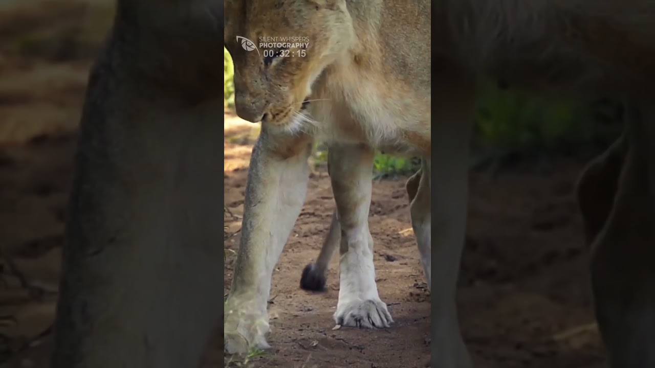 Lioness Give Birth To Small Lion Cub (Memorable Moment)
