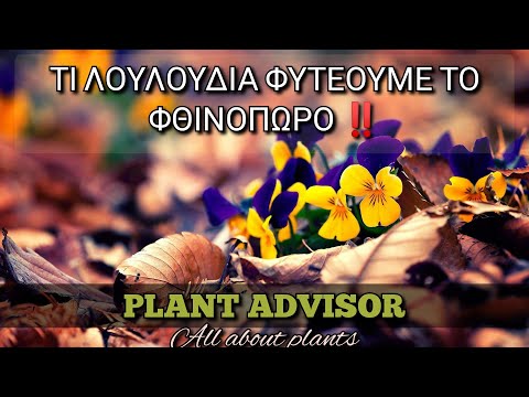 Βίντεο: Autumn Color Perennials: Μεγαλώνοντας πολυετή φυτά το φθινόπωρο