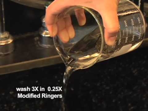 Obtaining Eggs from Xenopus Laevis Females