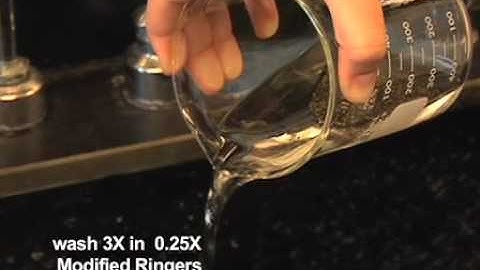 Obtaining Eggs from Xenopus Laevis Females