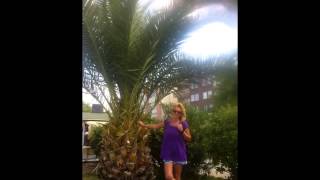 Ibrahim Tatlıses V Oğuz Yılmaz ,Hasan Yılmaz