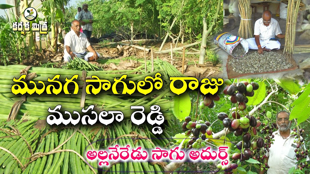 మునగ తోట సాగుతో  విజయభేరి || అల్లనేరేడు సాగు అదుర్స్ అంటున్న రైతు || Karshaka Mitra