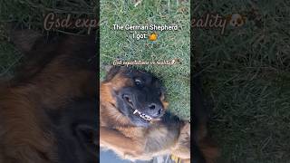 GSD Expectations vs. Reality! 🐶...#GermanShepherd #DogsofInstagram #PetParents #POV #reels
