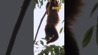 Bugio Na ÁRVORE #naturezasurpreendente #rondonia