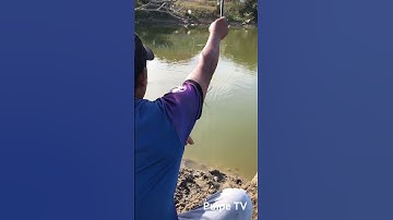 Bất Ngờ Anh Đạt Dùng Mồi Giun Câu Trúng Cá Rô Phi Ở Ven Đường #shorts