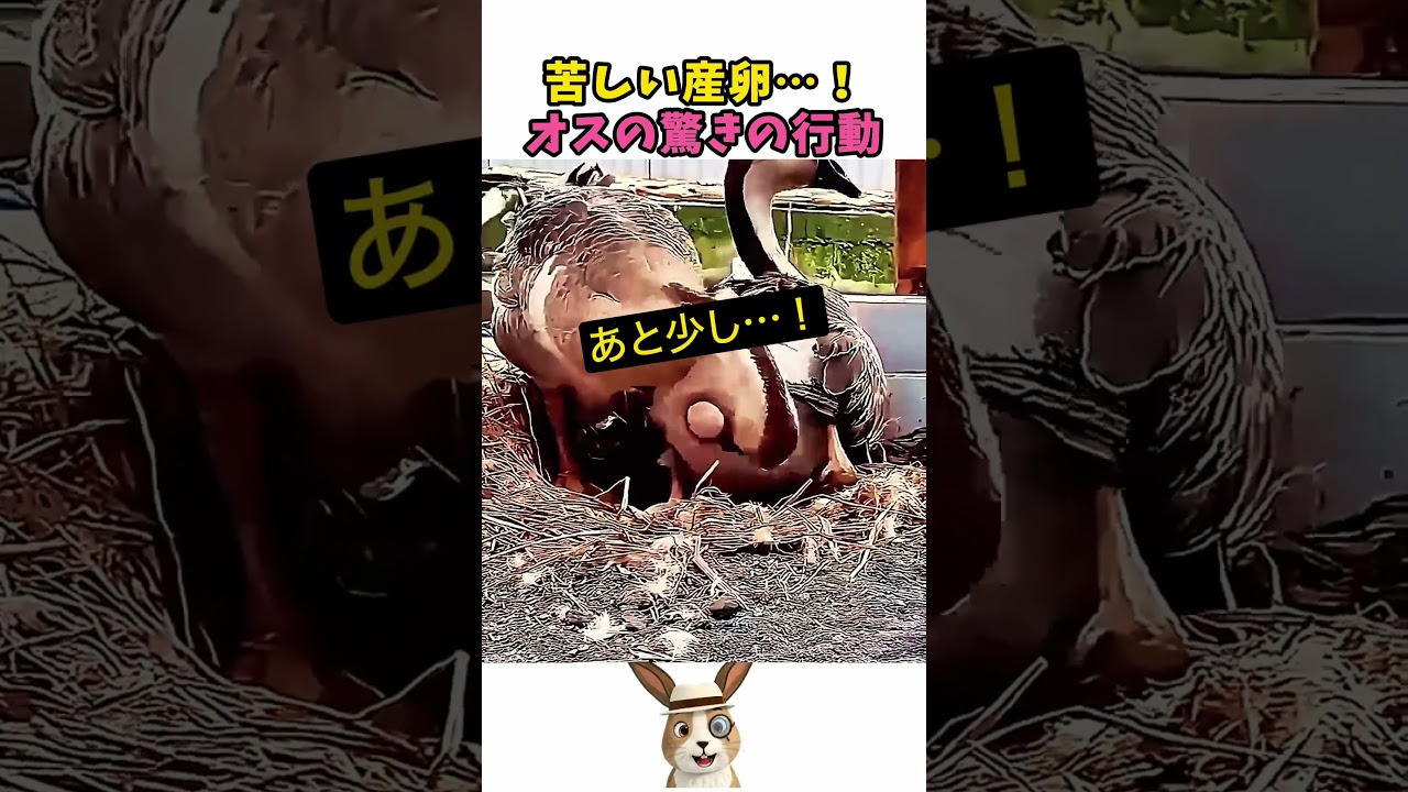 オスの驚きの行動