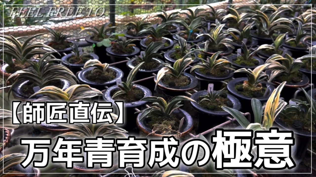 【保存版決定】万年青の師匠のところに遊びに行ったら兎にも角にも凄すぎた。